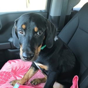 Meet your Posher, Justin